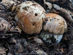 Cortinarius glaucopus