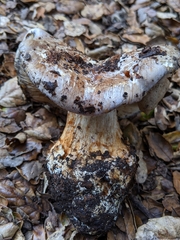 Cortinarius glaucopus