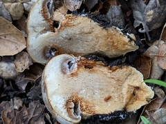 Cortinarius glaucopus