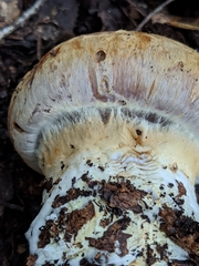 Cortinarius glaucopus