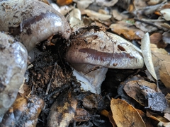 Cortinarius glaucopus