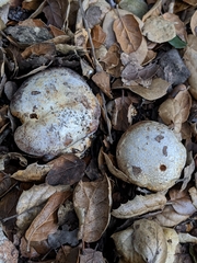 Cortinarius glaucopus