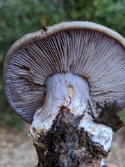 Cortinarius glaucopus
