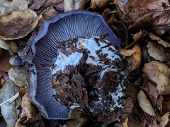 Cortinarius glaucopus