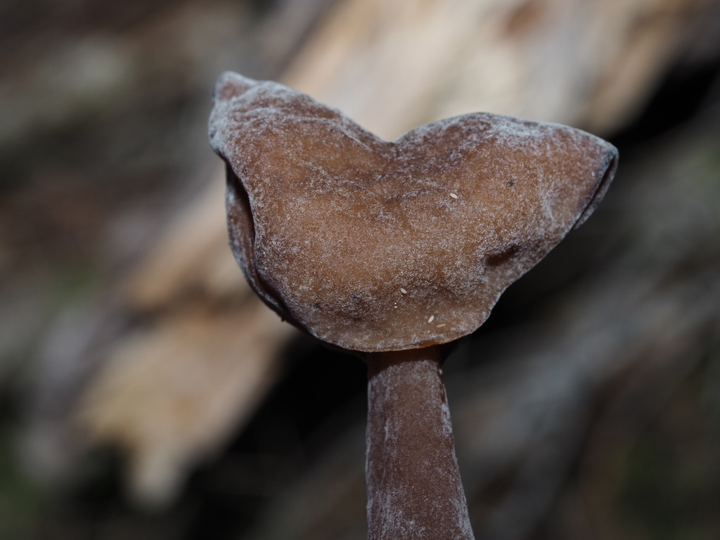 Sphaeronaemella sp. 'BC01'