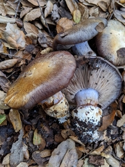 Cortinarius glaucopus
