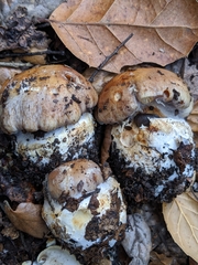 Cortinarius glaucopus
