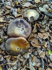 Cortinarius glaucopus