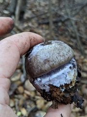 Cortinarius glaucopus