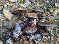 Cortinarius glaucopus