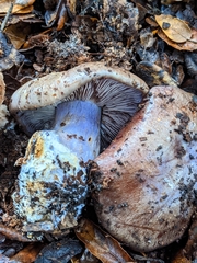 Cortinarius glaucopus