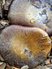 Cortinarius glaucopus