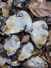 Cortinarius glaucopus