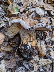 Cortinarius glaucopus