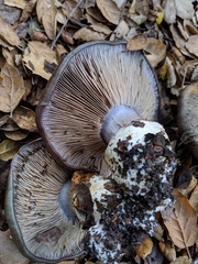 Cortinarius glaucopus