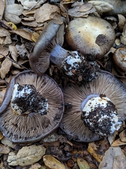 Cortinarius glaucopus