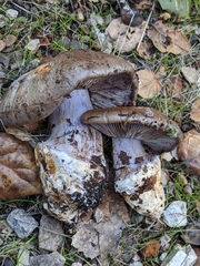 Cortinarius glaucopus
