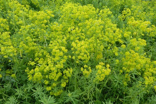 leafy spurge (Euphorbia esula)