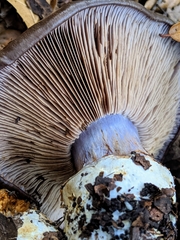 Cortinarius glaucopus