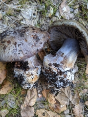 Cortinarius glaucopus