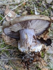 Cortinarius glaucopus