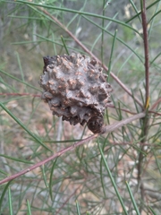 Hakea propinqua