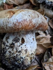 Cortinarius glaucopus