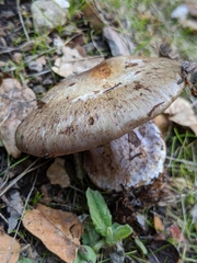 Cortinarius glaucopus