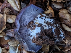 Cortinarius glaucopus