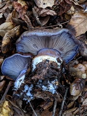 Cortinarius glaucopus