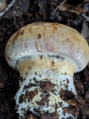 Cortinarius glaucopus