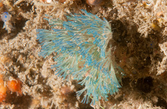 Virididentula dentata