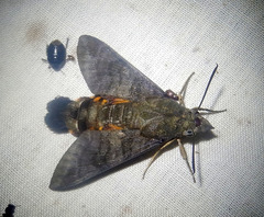 Macroglossum vacillans