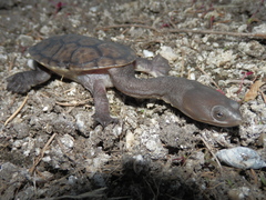 Chelodina oblonga