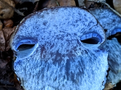 Cortinarius glaucopus