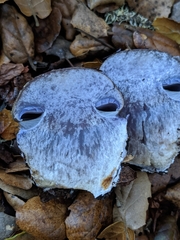 Cortinarius glaucopus