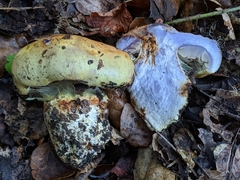 Cortinarius adonis