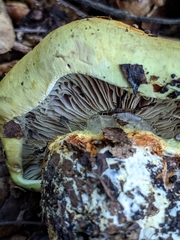 Cortinarius adonis