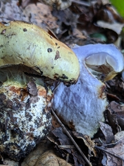 Cortinarius adonis
