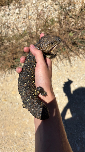 Eastern Shingleback