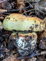 Cortinarius adonis