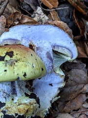 Cortinarius adonis