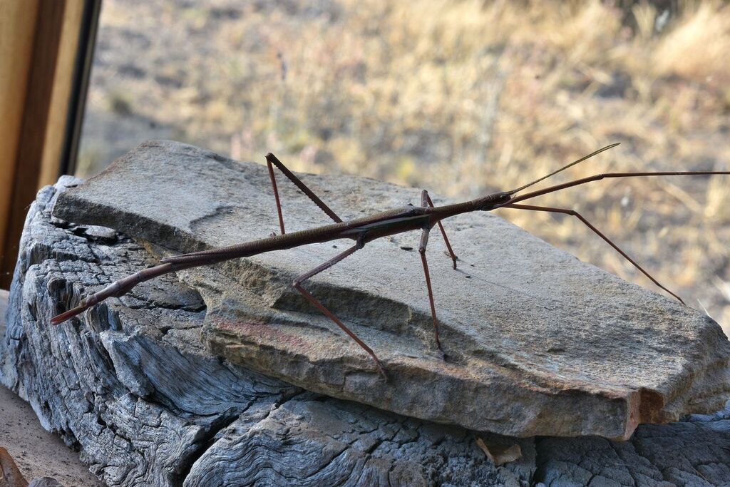 Children’s Stick Insect from Eppalock VIC 3551, Australia on December ...
