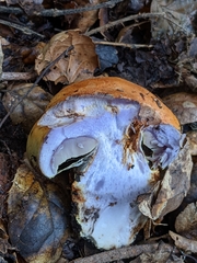 Cortinarius adonis
