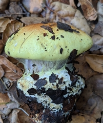 Cortinarius adonis