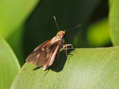 Epargyreus cruza