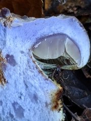 Cortinarius adonis