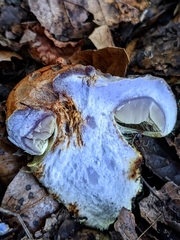 Cortinarius adonis