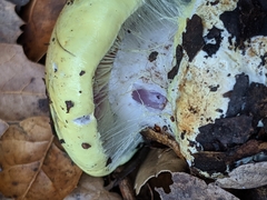Cortinarius adonis