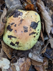 Cortinarius adonis